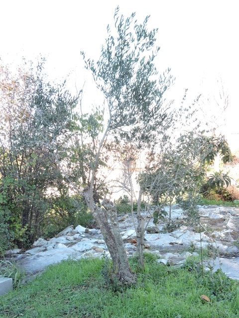 The old olive in early spring